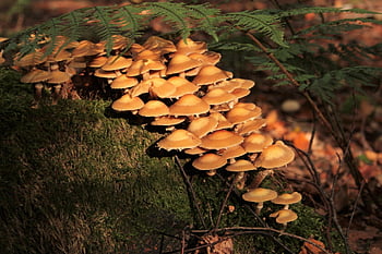 mykologie, houba, muchomůrka, růst, armillaria mellea, houby, houba kolonie, Fern Fronds