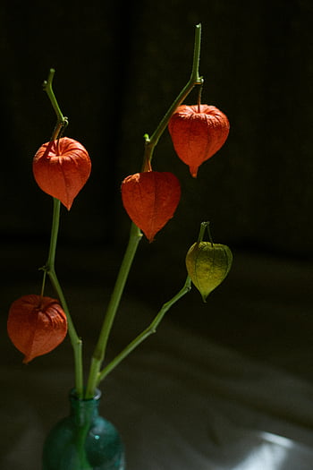 physalis alkekengi, japonské lucerny, oranžové listy, podzimní krásy, Umělecké uspořádání, váza, podzim dekor, sezónní květiny, Přírodní krásy, Vnitřní dekorace, oranžové listí