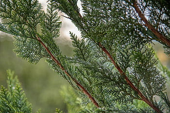 thuja, tree Of Life, cypress Family, ornamental Plant, green, raindrop, close Up