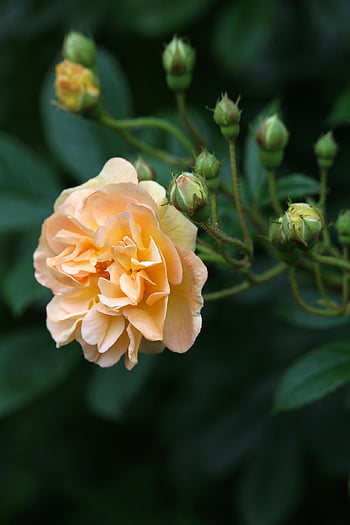 rose, bush Rose, dog Rose, rose Petals, petals, rose Flower, bud, rosebuds, rose Bush, historical Rose, rose Garden