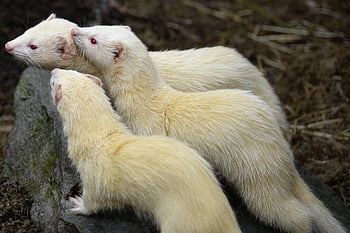 albínských fretek, fretky, Mustelid, albinismus, albín, savců, zvířat, Příroda, domácí mazlíčci, Albino fretka, zvíře
