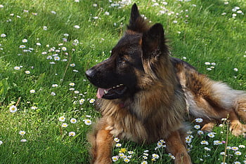 Hund, deutscher schäferhund, langhaariger Hirtenhund, Haustier, pelzig, Zunge, Säugetier, Tiere, Pelz, Gras, Familienhund