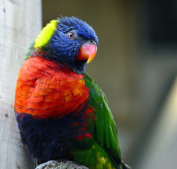 Rainbow Lorikeet, colorful bird, vibrant plumage, perched outdoors, nature themes, wildlife themes, bird photography, exotic birds, tropical birds, animal photography, colorful parrot