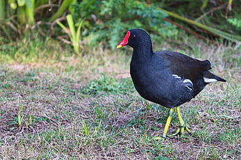 Moorhen, společné vřesoviště, waterhen, Swamp Chicken, gallinula chloropus, ohroženy, vodní pták, pták, shromážděný pták, jezero, kuře