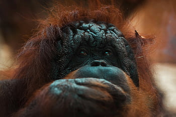 orangutan, zbliżenie, dzikiej przyrody, portret, Zatrudnianie, piękno, głębokość, zwierzę, prymas, Natura, małpa