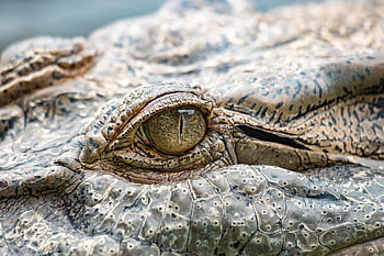 krokodýl slané vody, krokodýl, Příroda, zvíře, plaz, Austrálie, zblízka, oko, croc, váhy