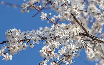 plum Blossom, blossoms, tree, nature, white, spring, branches, botany, blossom