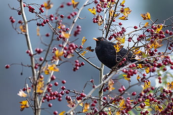 bird, blackbird, songbird, bird Watching, wildlife, ornithology, shrub, animal, plumage, beak, species