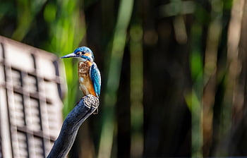 bird, kingfisher, wildlife, beak, fisher, nature, wild, outdoors, animal, branch