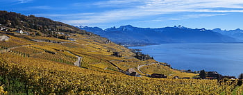 vineyard, lake, mountains, lake Geneva, lavaux, switzerland, nature, travel, exploration