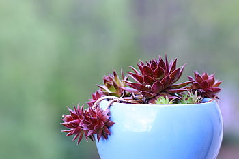 sempervivum, houseleek, flower Background, beautiful Flowers, dachwurz, the Rose, red, green, nature, flower, succulent