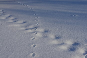 stopy, zimní, zvíře, stopa, sníh, Studený, bílý, Příroda, zamrzlý, Japonsko, hokkaido