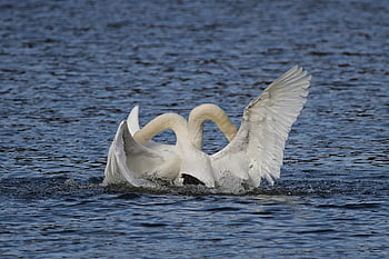 mute Swans, balz, swans, lake, water Bird, winter, nature