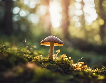 Grzyb, muchomor, grzyby, las, jesień, trawa, makro, mech, pora roku, dziki, roślina