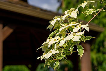 dogwood, flower Background, dogwood Blossoms, dogwood Flowers, dogwood Tree, flowers, garden, beautiful Flowers, nature, bloom, flower Wallpaper
