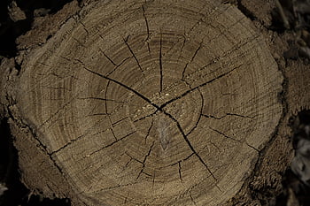 wood, sample, veins, structure, brown, tribe, natural, nature, cut, forest