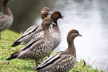 australian Wood Ducks, ducks, birds, maned Ducks, chenonetta Jubata, waterfowl, water Birds, aquatic Birds, animal, avian, river