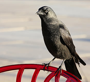 bird, jackdaw, ornithology, species, fauna, avian, animal, beak, wildlife, nature
