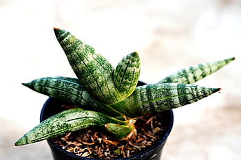 plant, succulent, nature, flora, growth, macro, botany, houseplant, suculent