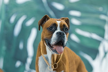 boxer, dog, nature, pet, canine, outdoors, iran, animal, mashhad, razavi Khorasan Province, mostafa Meraji