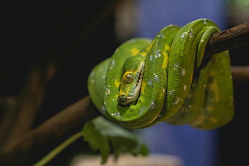 zöld fa python, közeli fotózás, élénk zöld, fa python, részletes mérlegek, ágra tekerve, kígyó, hüllő, természet, vadvilág, ág