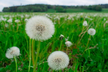 глухарче, ливада, пружина, последващи действия, дълбочина на рязкост, заострено цвете, диви цветя
