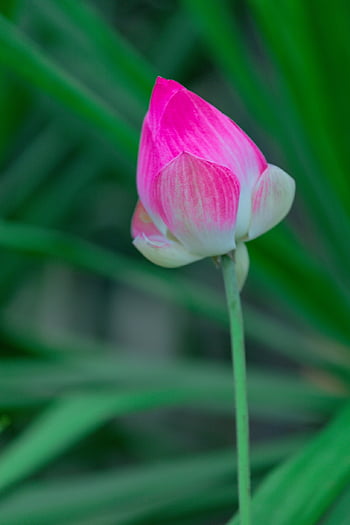 lotus, květ, květinové tapety, růžový květ, květinové pozadí, lotosový květ, kvetoucí, krásné květiny, okvětní lístky, růžové okvětní lístky, flóra