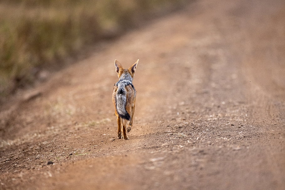 sciacallo, animale, natura, carnivoro, predatore, Africa, mammifero, selvaggio, paesaggio, strada, sporco
