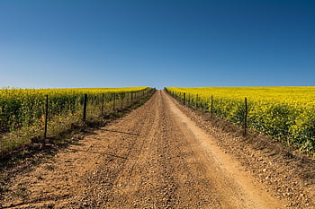 道路、 美しい花、 ファーム、 菜種畑、 フラワーズ、 菜種の花、 菜種、 未舗装の道路、 花の背景、 田舎道、 カノーラの花