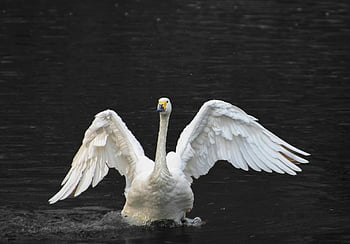 swan, bird, white Swan, animal, waterfowl, water, plumage, feathers, beak, fauna, wings