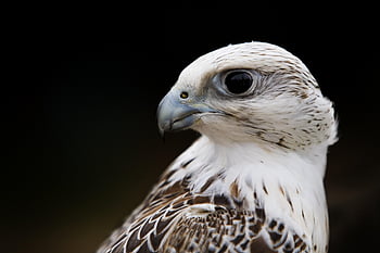 faucon, prédateur, proie, chasse, chasseur, oiseau de proie, rapace, le banquet, plume, œil, les yeux