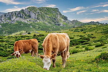 mucche, bovini, bestiame, azienda agricola, animali, natura, pascolo, prato, mammiferi, agricoltura, rurale