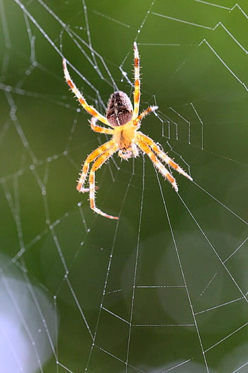 spider, arachnid, spider Web, cobweb, web, orb, weaver, insect, bug, arachnophobia, nature