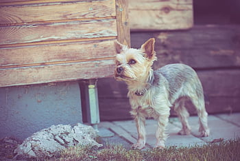 yorkshire terrier, pies, mały pies, na dworze, yorkie, terier, zwierzę domowe, zwierzę, Natura, psi, rasa psa