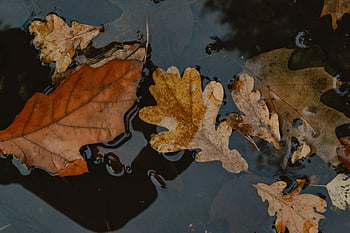 Brun efterårsblade, pyt, flydende blade, vandoverflade, Serene scene, orange blade, Efterår, naturfotografering, udendørs scene, Efterårsfarver, bladrefleksioner