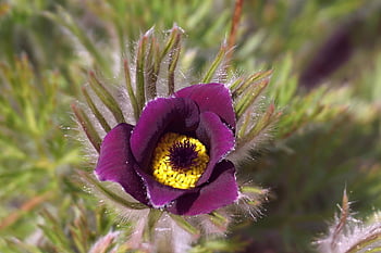 květ, pasqueflower, botanika, Příroda, zahrada, jaro, louka, fialový květ, flóra, růžový, zblízka