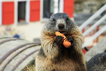 marmot, rodent, enclosure, carrots, feeding, wildlife