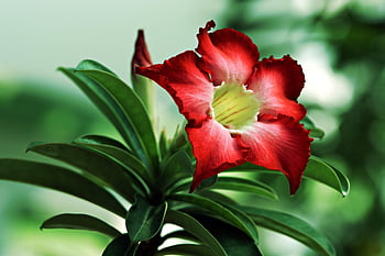 red, flower Wallpaper, beautiful Flowers, adenium, flower, flora, flower Background, nature, desert Rose, red Adenium