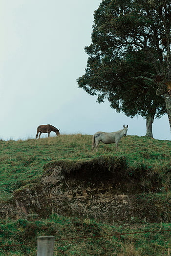 horses grazing, lush green field, rural Pereira, Colombia, tree, countryside, farm animals, natural landscape, outdoor scenery, peaceful setting, equine life