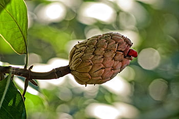magnolia, natura, frutta, seme, rosso, albero, pianta, magnolia grandiflora, sempre verde, giardino, parco