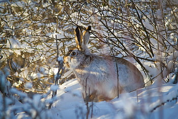 Conejo, orejas largas, orejas de conejo, nieve, conejo salvaje, prado, salvaje, conejo de Pascua, piel, animal salvaje, mamífero