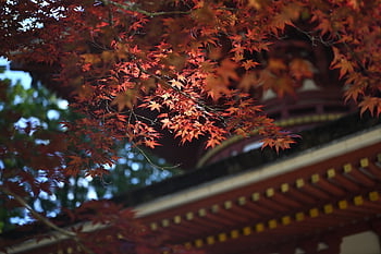 Koyasan, Giappone, tempio, sito del patrimonio mondiale, foglie autunnali, acero, autunno