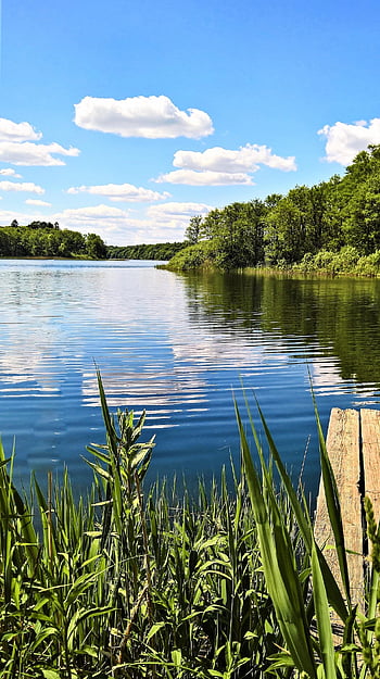 krajina, jezero, les, břeh řeky, spěch, rákos, web, Příroda, severní Německo, voda, vodní odraz