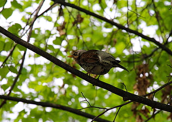 thrush, the Snowbird, nature, bird, a Fieldfare, spring, the Park, birds