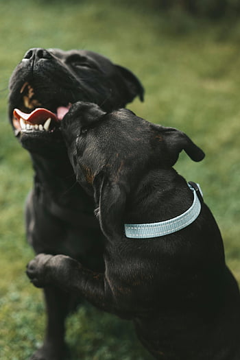Staffordshire Bull Terriers, black dogs, playful puppies, grassy field, sunny day, purebred dogs, outdoor play, dog interaction, friendly dogs, pet photography, animal companionship