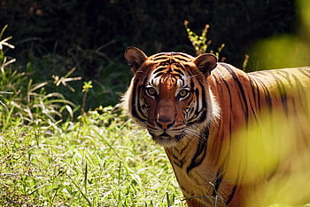tigre, jardim zoológico, fotógrafo animal, gato grande, listras, felino, mamífero, natureza, gatos selvagens, perigoso, ameaçadas de extinção
