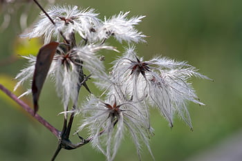 old Man's Beard, wildflowers, clematis Vitalba, nature, garden, seed Head, fluffy, clematis, wildflower