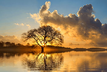 západ slunce, strom, klidné jezero, krajinářské fotografie, odraz, osamělý strom, nádherný západ slunce, přírodní scéna, klidná voda, večerní obloze, klidné krajiny