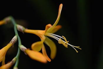 flower, flower Wallpaper, petals, stem, plants, buds, nature, bloom, flora, flower Background, botany