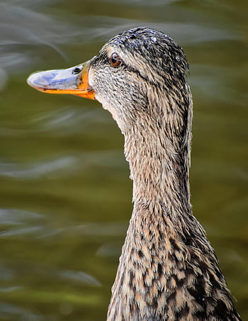 Stockente, Geflügel, Vogel, Wasservogel, Entenvogel, Tier, Schnabel, Ente, Natur, Gefieder, Wasser